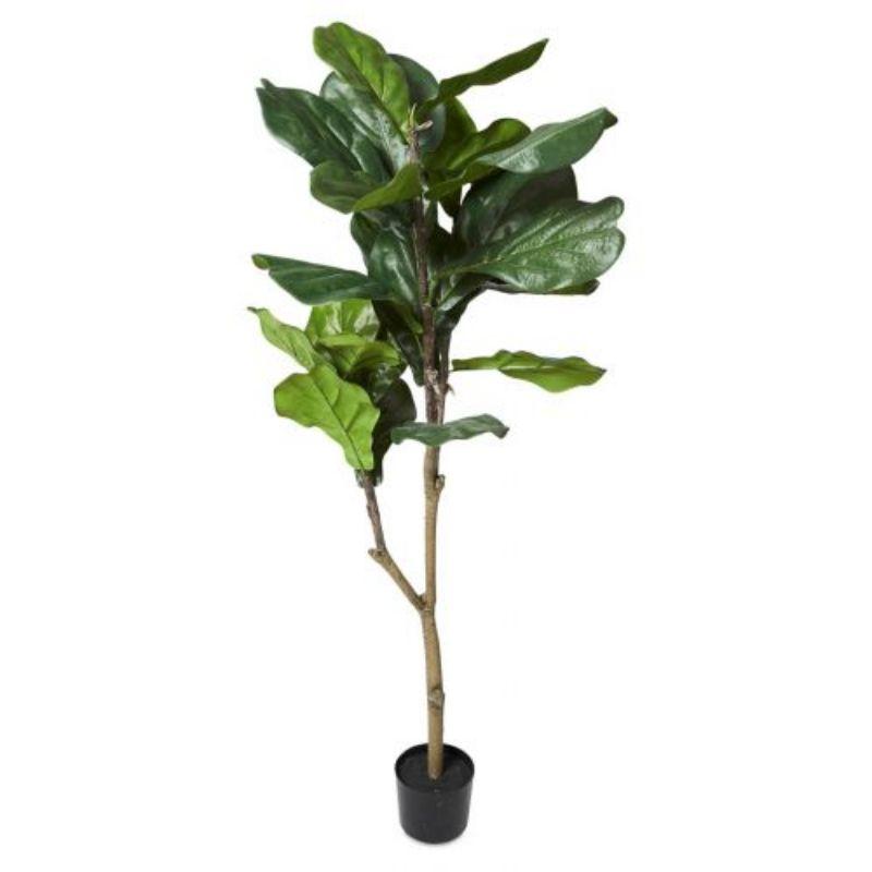 Fiddle Tree with Large Leaf in Plastic Pot 120cm - Green