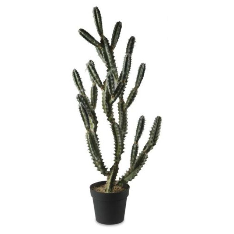 Green Santa Fe Cactus In Plastic Pot - 35cm x 35cm x 107cm