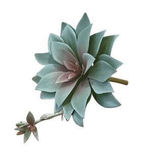 Mini Agave Stem - 16cm x 16cm - The Base Warehouse