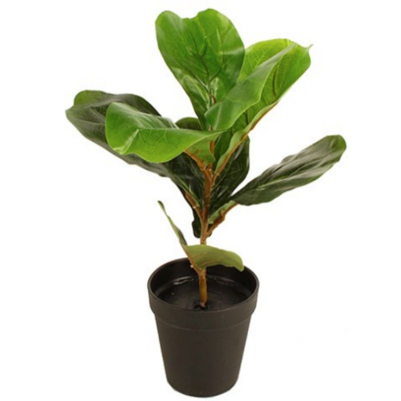 Potted Fiddle Leaf - 33cm