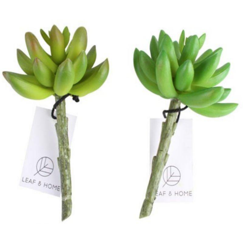 Vale Buddha Hand Succulent - 13cm