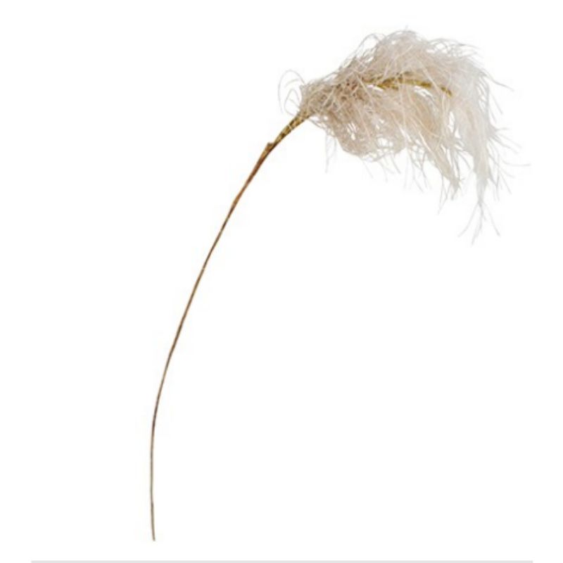 White Reed Spray - 85cm