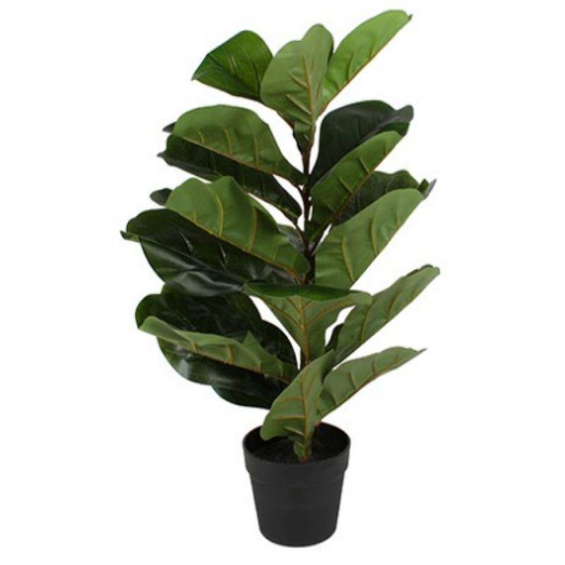 Fiddle Plant in Plastic Pot - 70cm