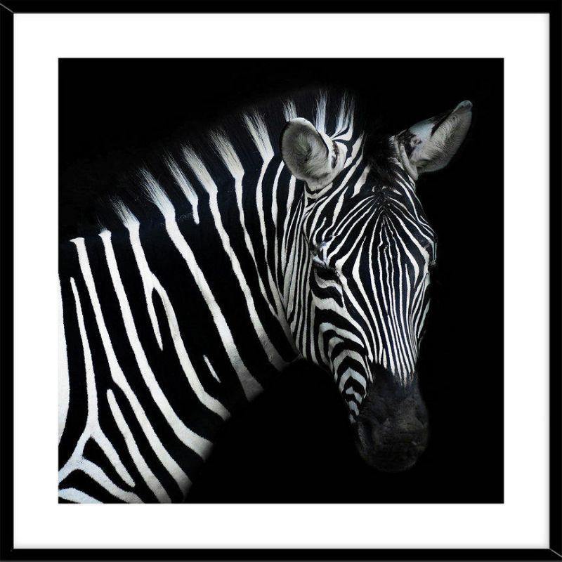 Zebra Framed Print - 50cm x 50cm