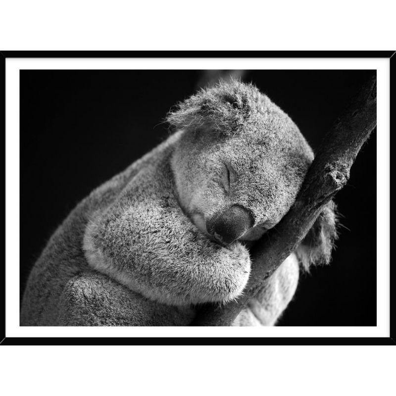Koala Framed Print - 30cm x 40cm