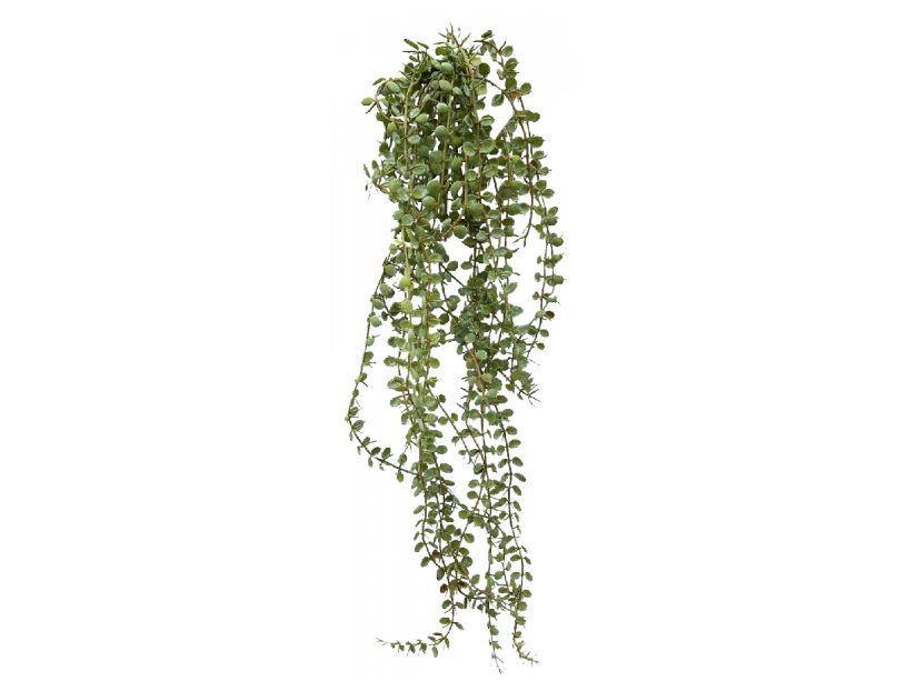 Button Fern Vine - The Base Warehouse