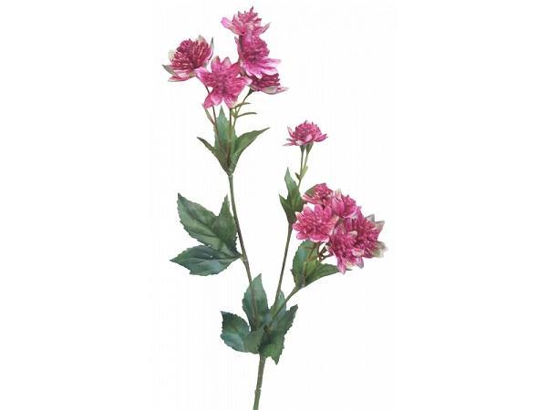 Burgundy Astrantia - The Base Warehouse