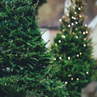 Christmas Trees