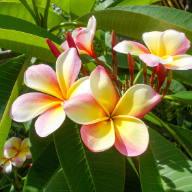 Hawaiian & Wild Luau