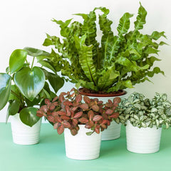 Artificial Potted Plants