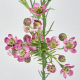 Load image into Gallery viewer, Dark Pink Wax Flower Stem - 64cm
