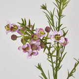 Load image into Gallery viewer, Lilac Wax Flower Stem - 64cm
