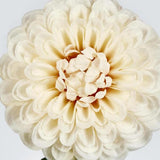 Load image into Gallery viewer, Cream Single Ball Dahlia - 74cm
