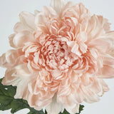Load image into Gallery viewer, Light Pink Chrysanthemum Stem - 76cm
