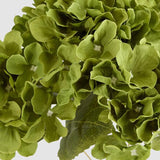 Load image into Gallery viewer, Green Hydrangea Bunch With 5 Heads
