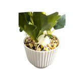 Load image into Gallery viewer, White Flower Potted Plant - 32cm
