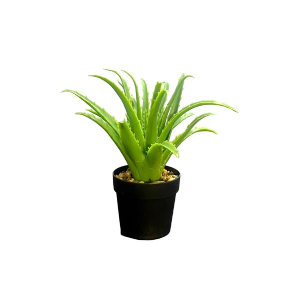 Small Aleo Potted Plant - 25cm