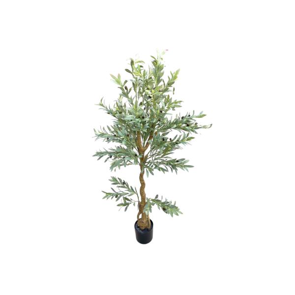 Olive Tree - 170cm