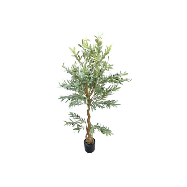Olive Tree - 170cm