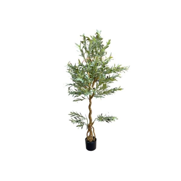 Olive Tree - 170cm