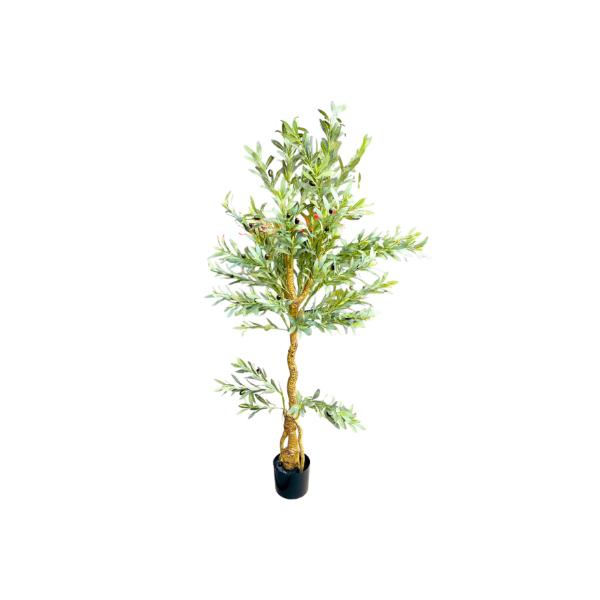 Olive Tree - 170cm