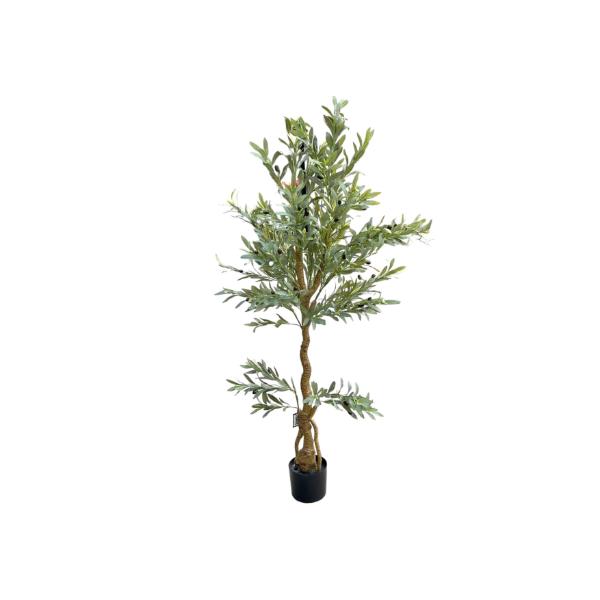 Olive Tree - 170cm