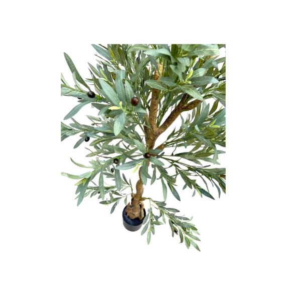 Olive Tree - 170cm