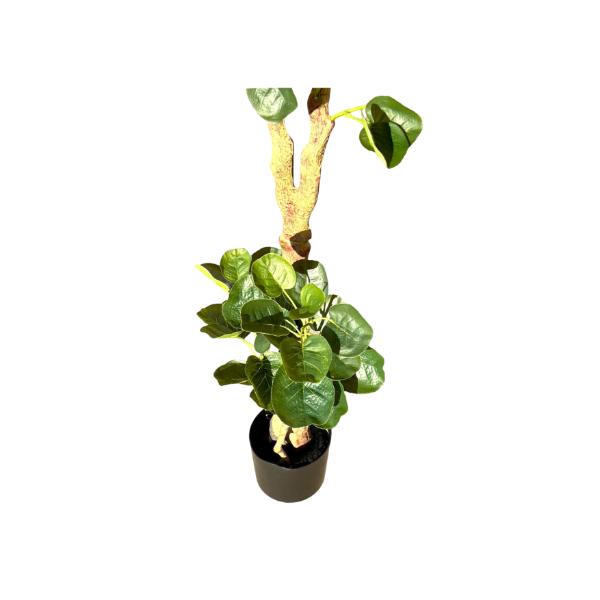Green Money Tree - 198cm