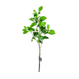 Load image into Gallery viewer, Peperomia Leaf Spray - 88cm
