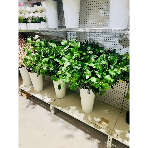 Peperomia Leaf Spray - 88cm