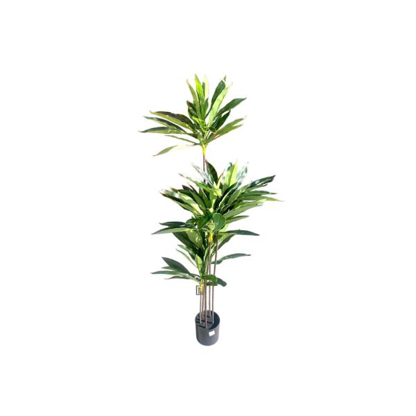 Green Dracaena Potted Plant - 150cm