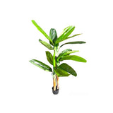 Load image into Gallery viewer, Bird Of Paradise Potted Plant - 160cm
