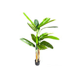 Load image into Gallery viewer, Bird Of Paradise Potted Plant - 160cm

