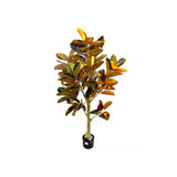 Load image into Gallery viewer, Arrow Root Potted Plant - 150cm
