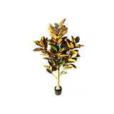 Load image into Gallery viewer, Arrow Root Potted Plant - 150cm
