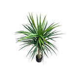 Load image into Gallery viewer, Yucca Potted Plant - 90cm
