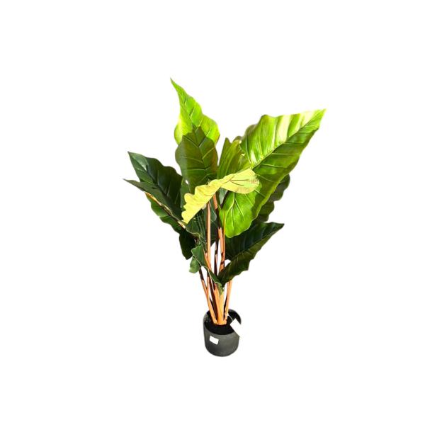 Elephant Ear Potted Plant - 100cm