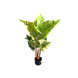 Load image into Gallery viewer, Elephant Ear Potted Plant - 100cm

