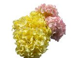 Load image into Gallery viewer, Coloured Galdiodes Flowers

