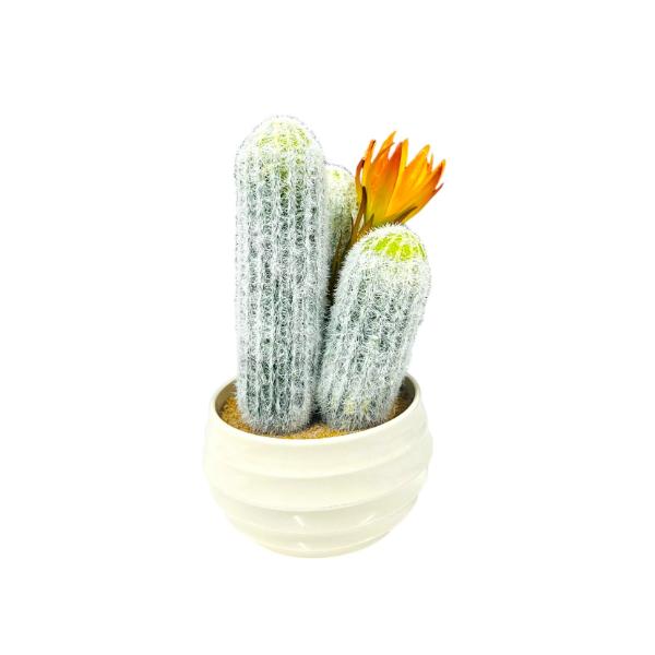 Ceramic Potted Cacti - 30cm