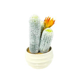 Load image into Gallery viewer, Ceramic Potted Cacti - 30cm
