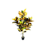 Load image into Gallery viewer, Arrow Root Potted Plant - 150cm
