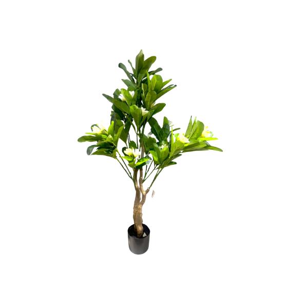 Green Frangipani Flower Tree - 130cm