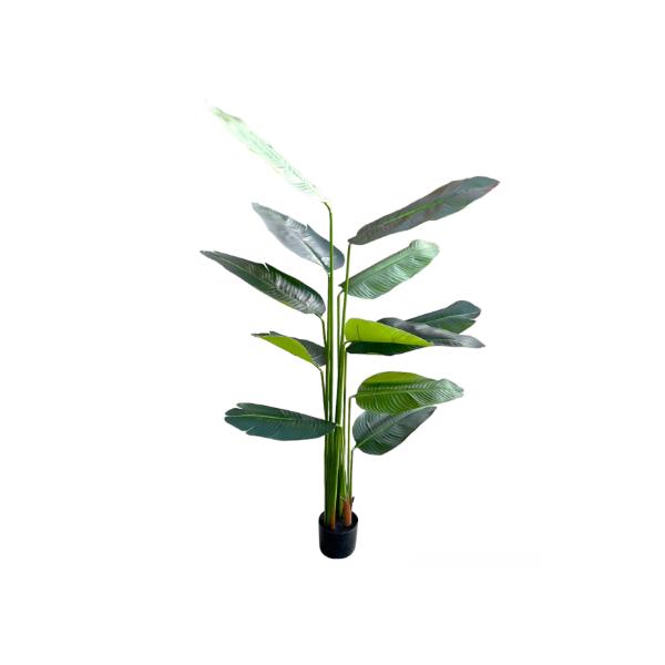 Bird Of Paradise Potted Plant - 200cm
