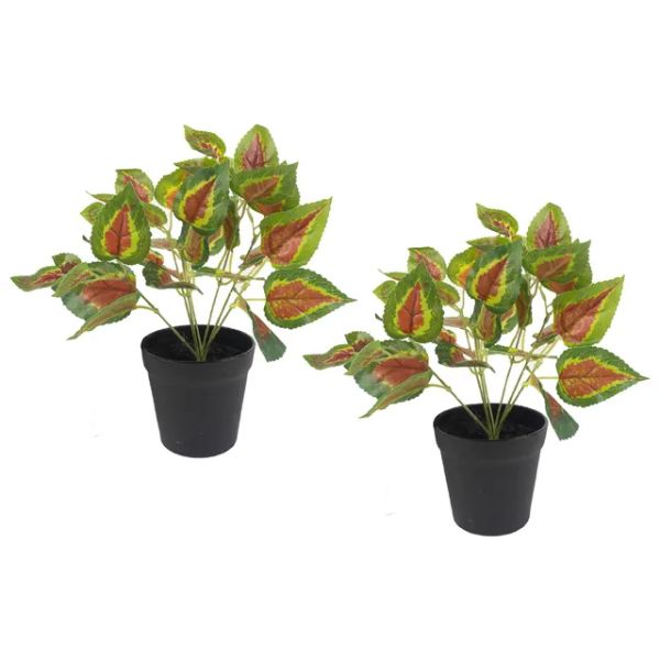 28CM RED PERILLA LEAVES