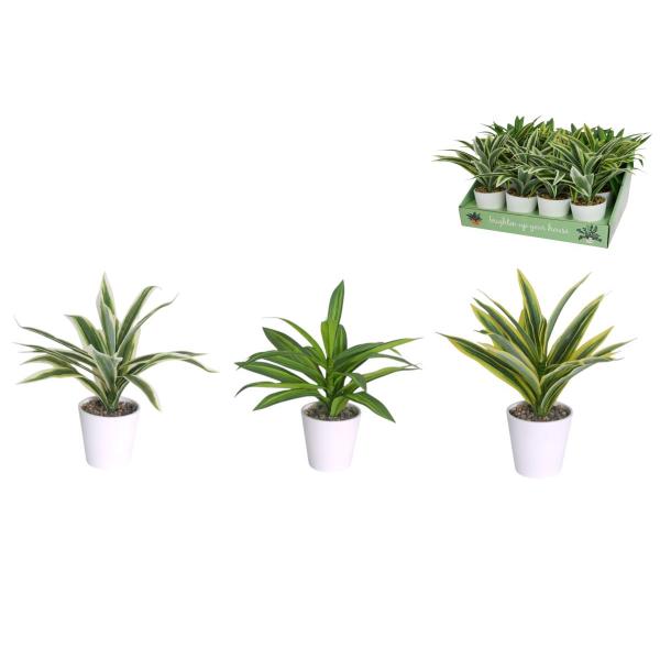 Assorted Dracaena Plant In Pot - 27cm