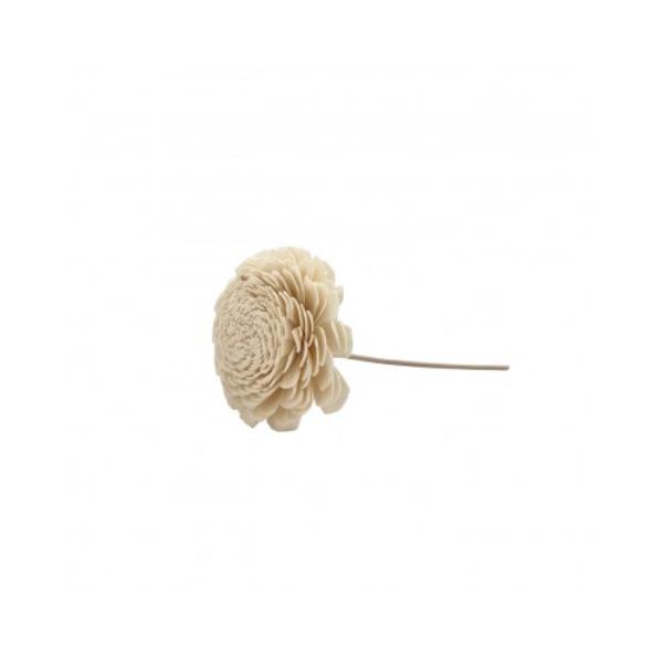 Shola Belly 8cm Flower With Reed - 16cm