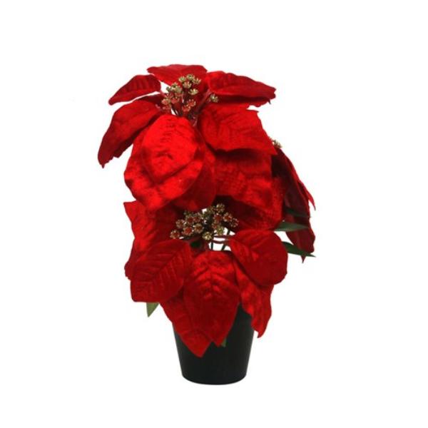 3 Poinsettia Head In Pot - 30cm