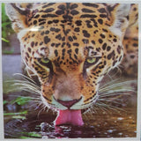 Load image into Gallery viewer, Stella Stone Full Drill Diamond Art Adult Mix A - 30cm x 30cm
