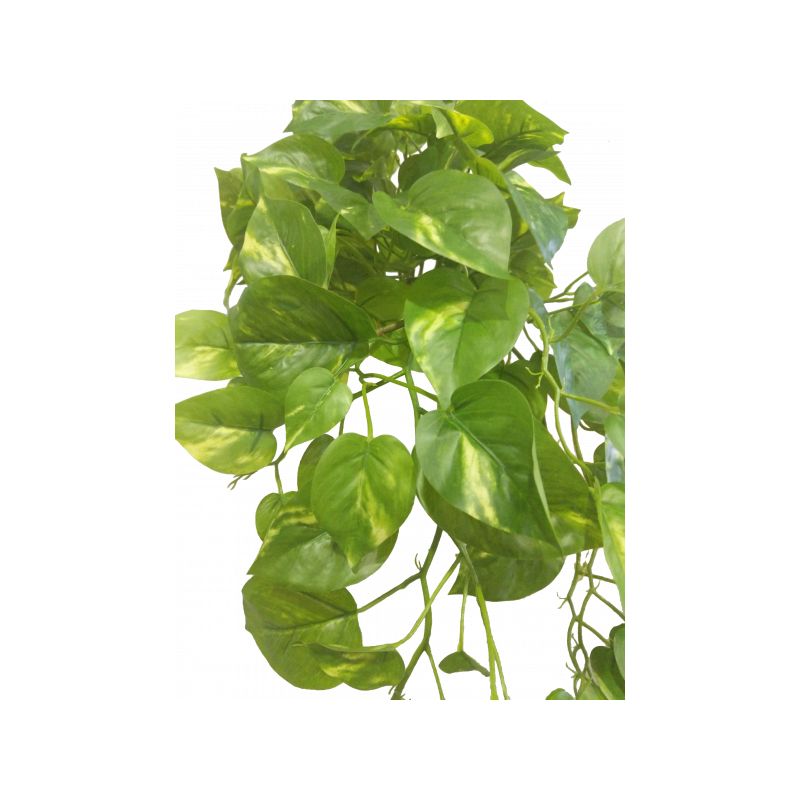 Green Pothos Hanging Bush x 8 - 66cm